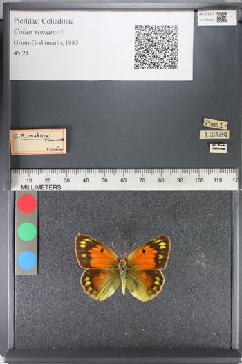 Media type: image;   Entomology 125404